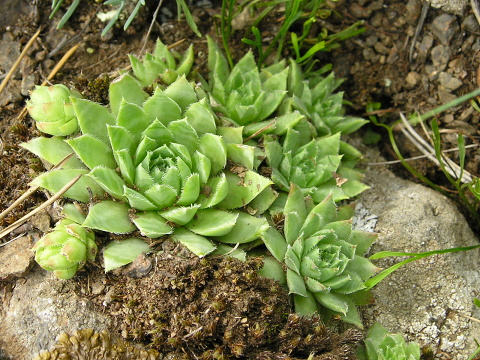 globiferum ssp. hirtum (glabrescens) from Žiar nad Hronom