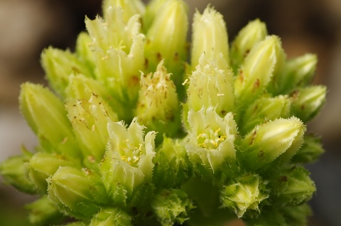globiferum ssp. hirtum (glabrescens) from Žiar nad Hronom