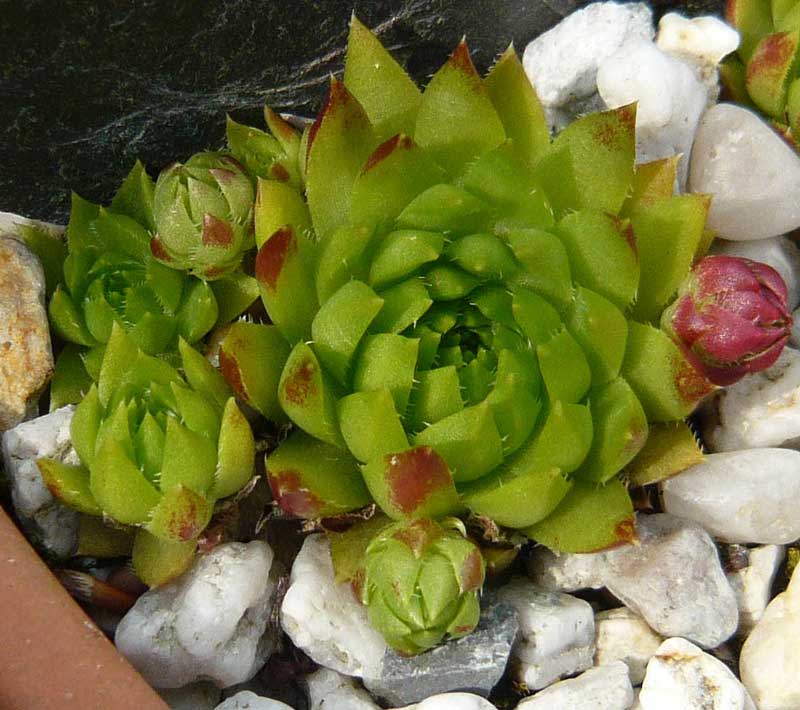 globiferum ssp. hirtum (glabrescens) from Ziar