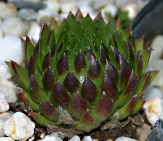 globiferum ssp. hirtum (glabrescens) from Ziar