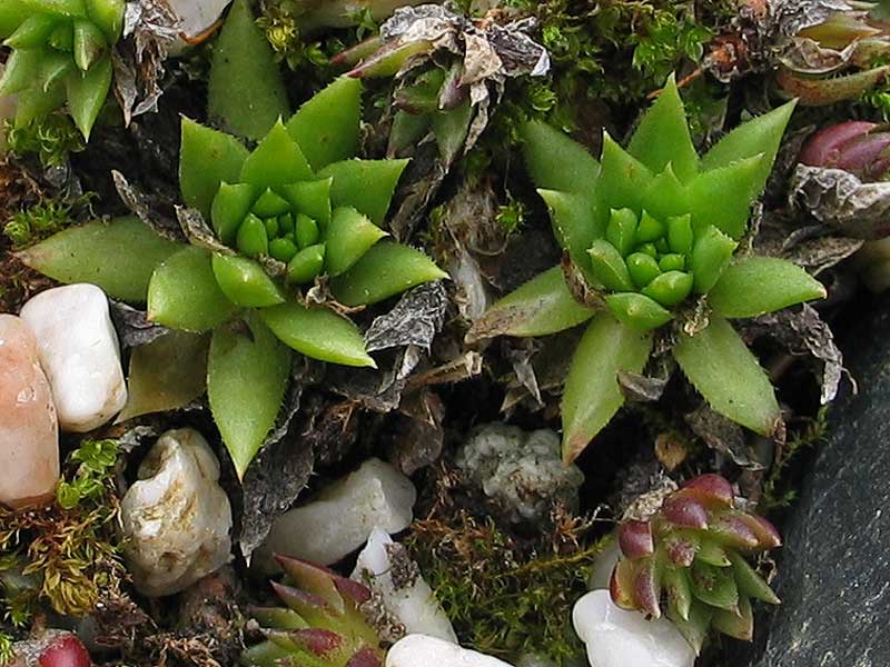 globiferum ssp. hirtum (glabrescens) from Ziar