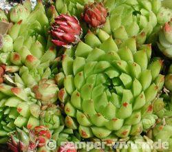 globiferum ssp. hirtum (glabrescens) from Ziar