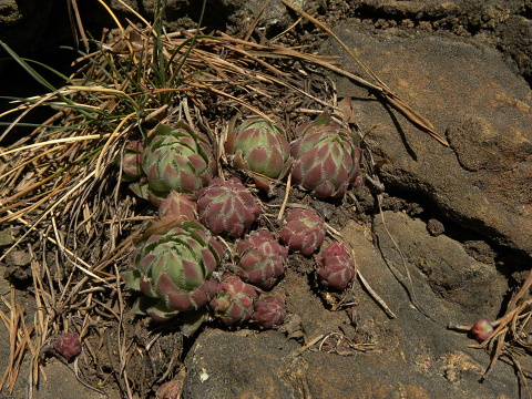 globiferum ssp. hirtum (hillebrandtii) from Gulsen