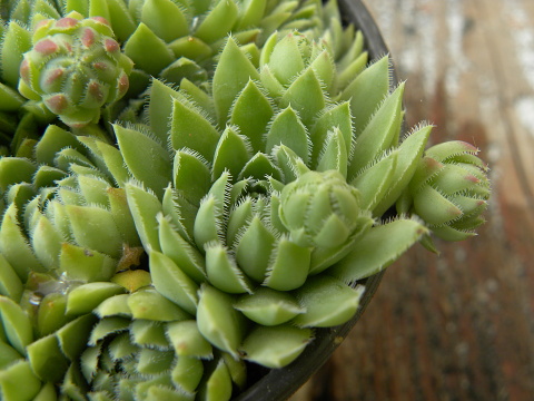 globiferum ssp. hirtum (hillebrandtii) from Gulsen