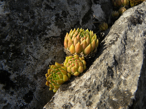 globiferum ssp. hirtum (hirtum) from Beran a Rorejsi