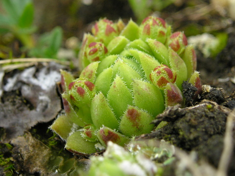 globiferum ssp. hirtum (hirtum) from Ceahlau