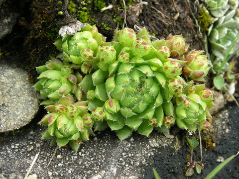 globiferum ssp. hirtum (hirtum) from Ceahlau