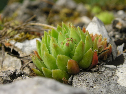 globiferum ssp. hirtum (hirtum) from Muránsky hrad