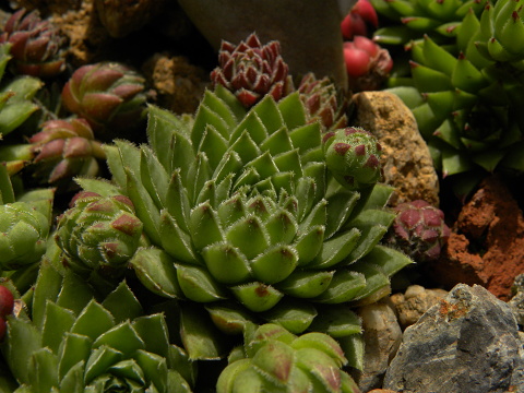 globiferum ssp. hirtum (hirtum) from Poludnica