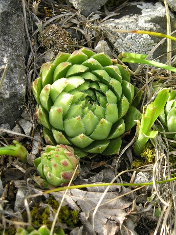 globiferum ssp. hirtum (hirtum) from Šarkanica