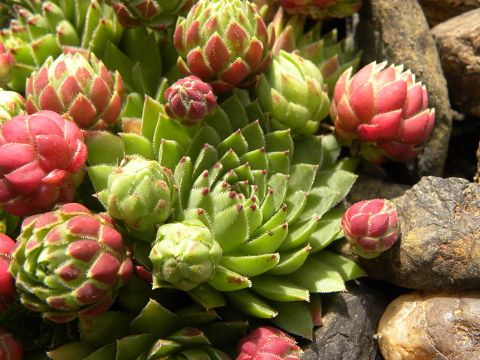 globiferum ssp. hirtum (hirtum) from Šarkanica