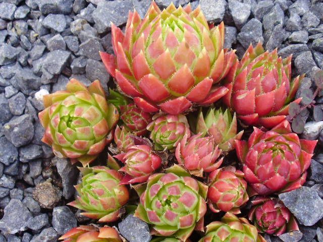 globiferum ssp. hirtum (preissianum) from Belaer Tatra