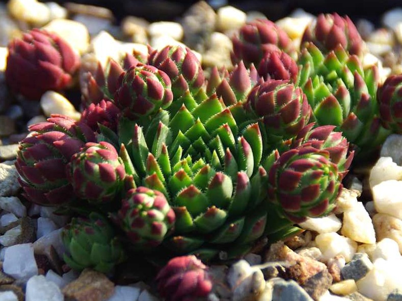 globiferum ssp. hirtum (preissianum) from Belaer Tatra
