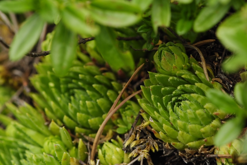 globiferum ssp. hirtum (preissianum) from Bielé skaly, Sattel Vráta
