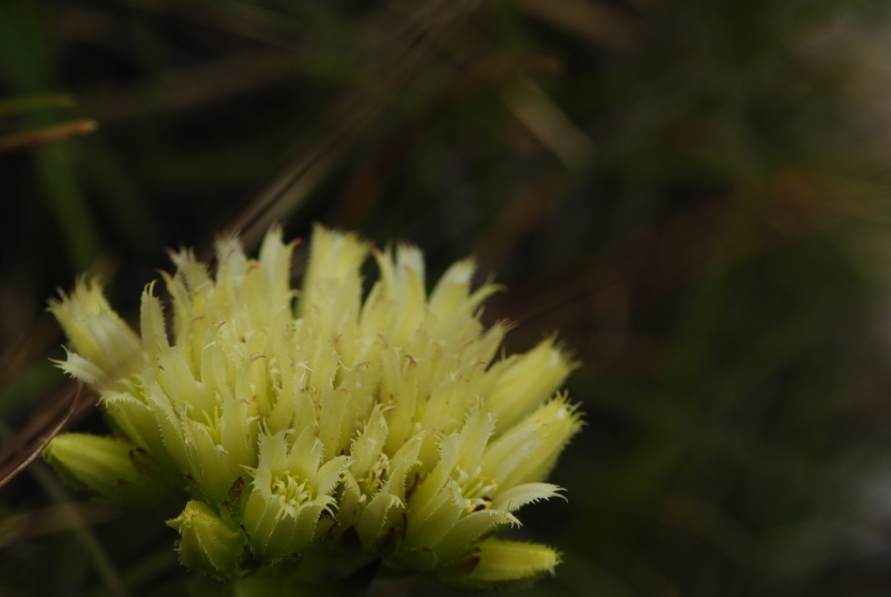 globiferum ssp. hirtum (preissianum) from Bielé skaly, Sattel Vráta