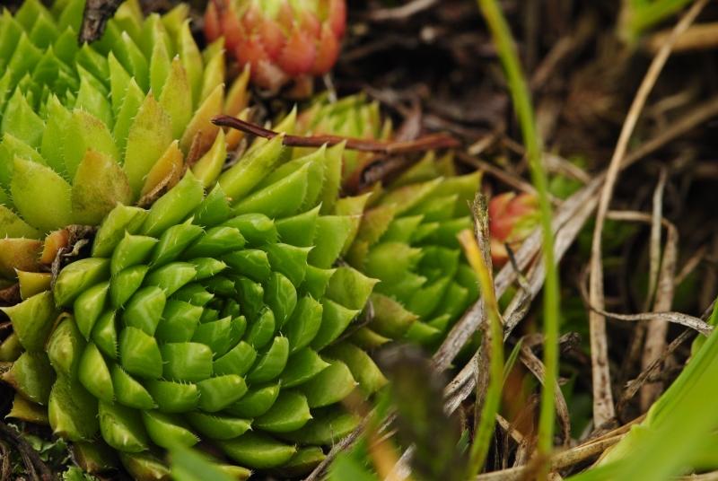 globiferum ssp. hirtum (preissianum) from Hromové NO