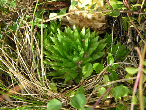 globiferum ssp. hirtum (preissianum) from Hromové