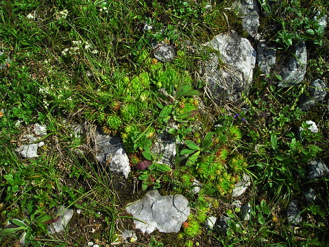 globiferum ssp. hirtum (preissianum) from Koniarky