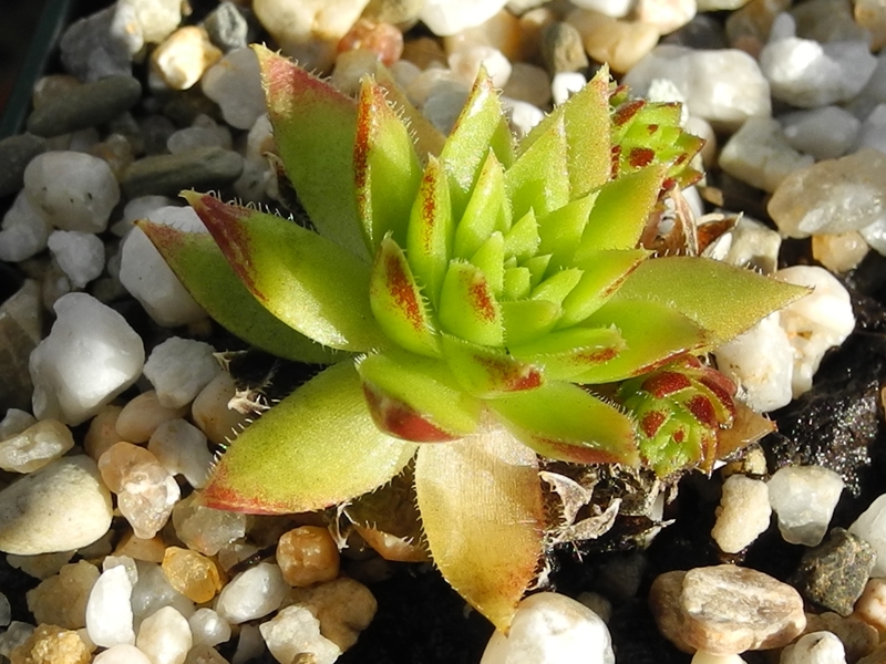 globiferum ssp. hirtum (preissianum) from Koniarky