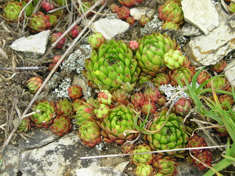 globiferum ssp. hirtum (preissianum) from Kozí Chrbát
