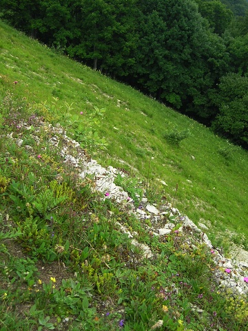 globiferum ssp. hirtum (preissianum) from Kozí Chrbát
