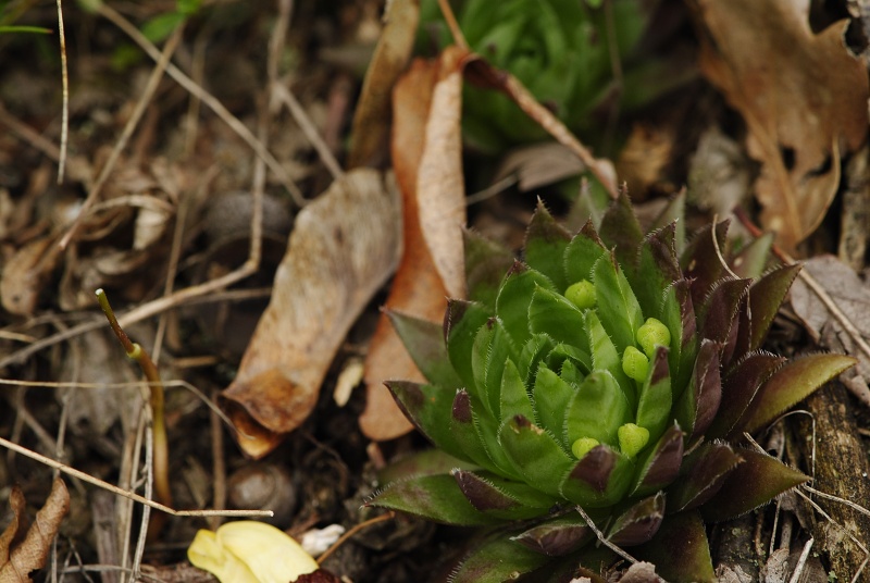 globiferum ssp. hirtum (preissianum) from Makovište