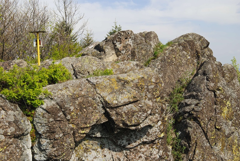 globiferum ssp. hirtum (preissianum) from Malý Grič
