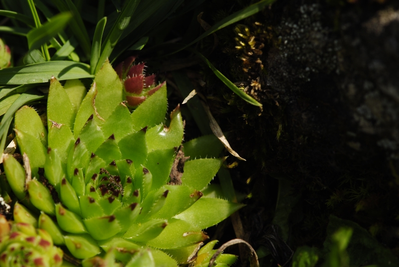 globiferum ssp. hirtum (preissianum) from Príslop nad Bielou