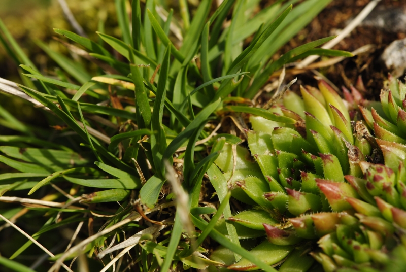globiferum ssp. hirtum (preissianum) from Príslop nad Bielou