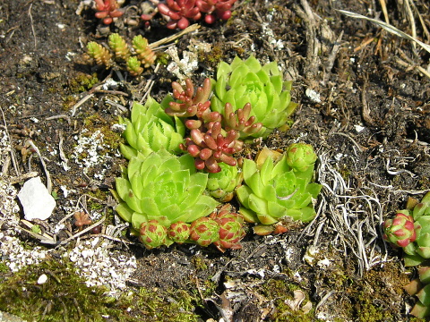globiferum ssp. hirtum (preissianum) from Sidorovo