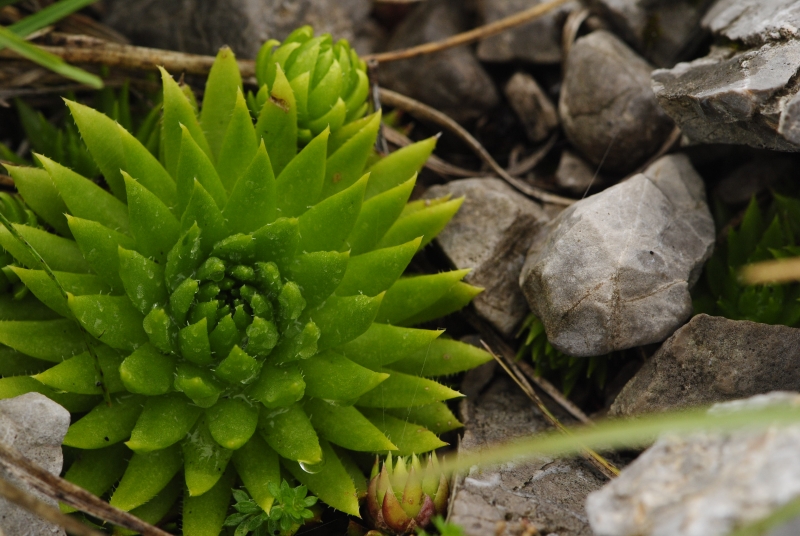 globiferum ssp. hirtum (preissianum) from Sivý vrch