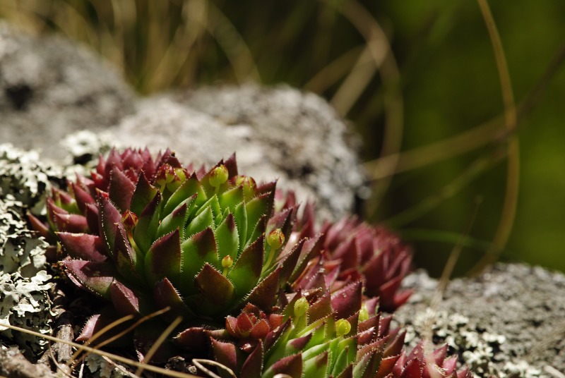 globiferum ssp. hirtum (preissianum) from Sladná skala