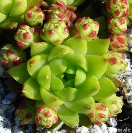 globiferum ssp. hirtum from Kremnica (südl., Typ D)