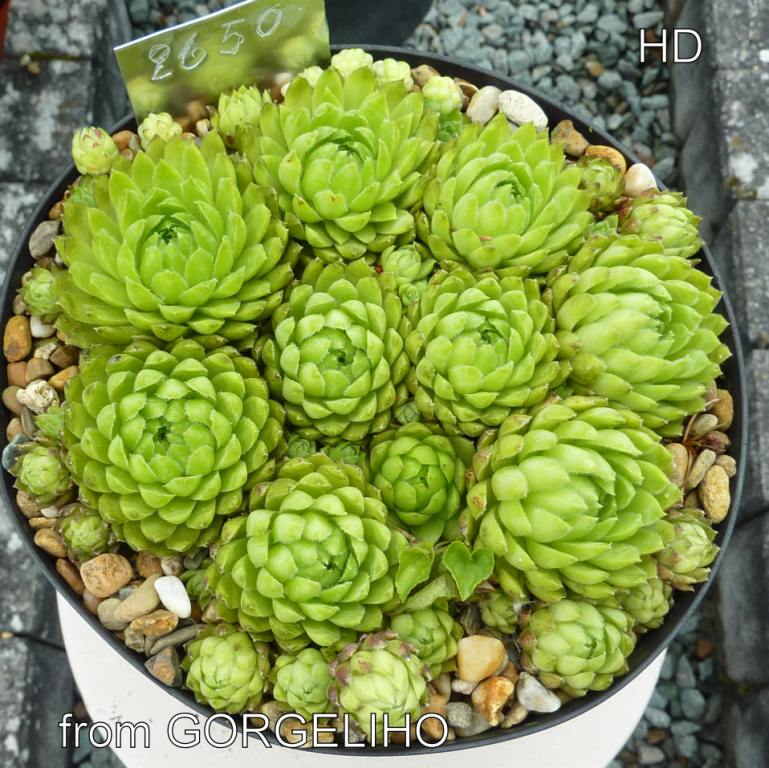 globiferum ssp. hirtum from Görgeliho Tunel