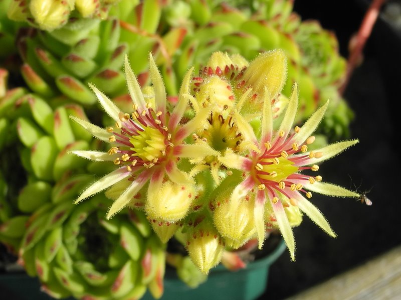 grandiflorum from Valle Locana (Typ PH 1175)