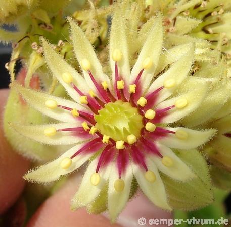 grandiflorum "large type"