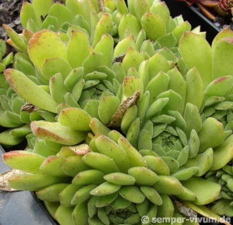 grandiflorum "large type"
