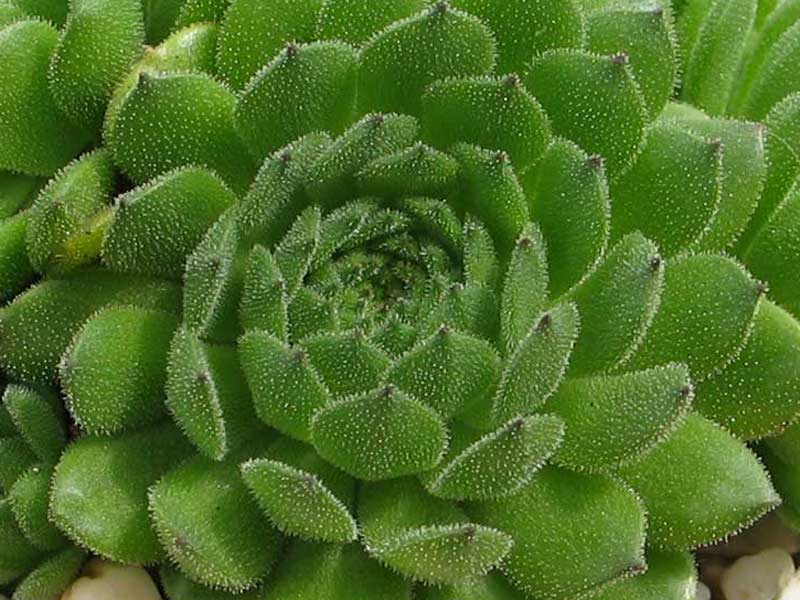 grandiflorum from Valle Locana (Typ PH 1175)