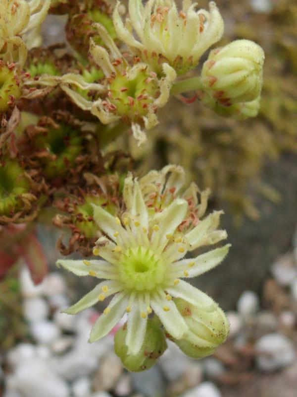 herfriedianum from Yusufeli-Sarigöl, 1800m