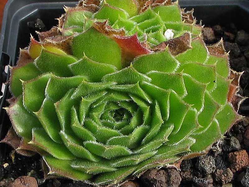 heuffelii from Goljamata Strana