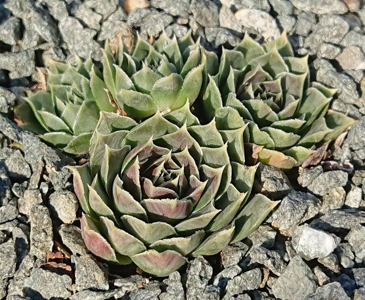 heuffelii from Partizansky Planina