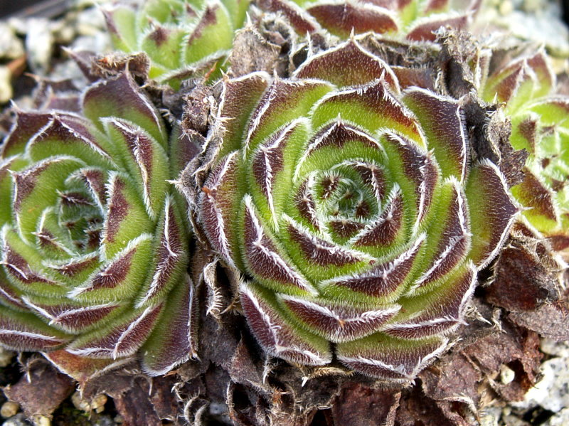 heuffelii (bulgaricum)
