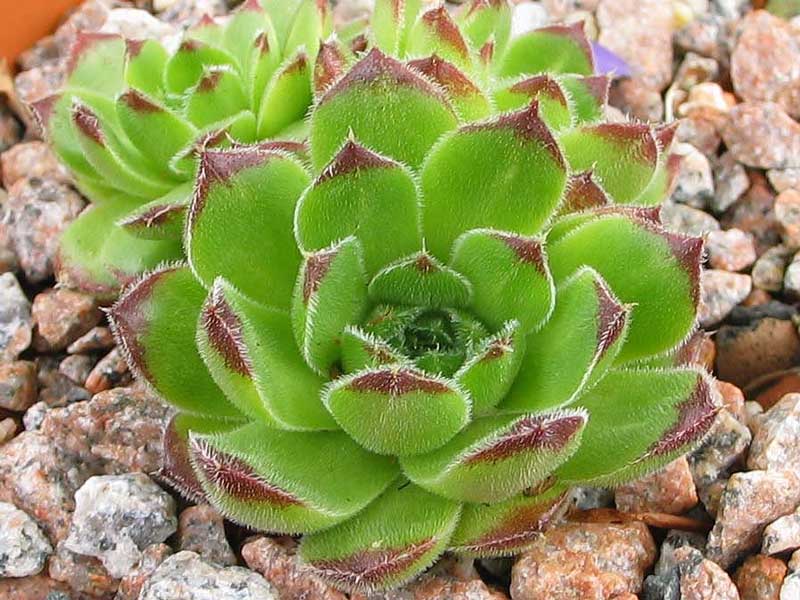 heuffelii (bulgaricum)