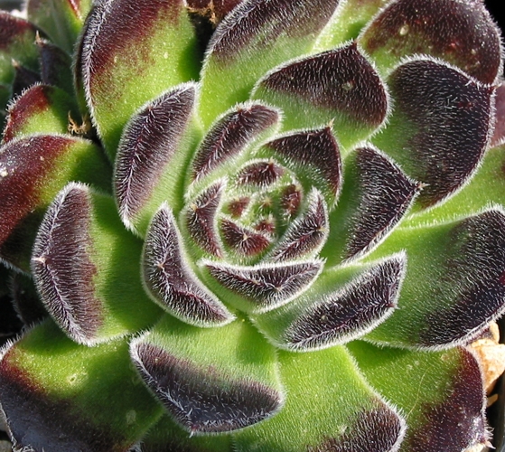 heuffelii (bulgaricum)