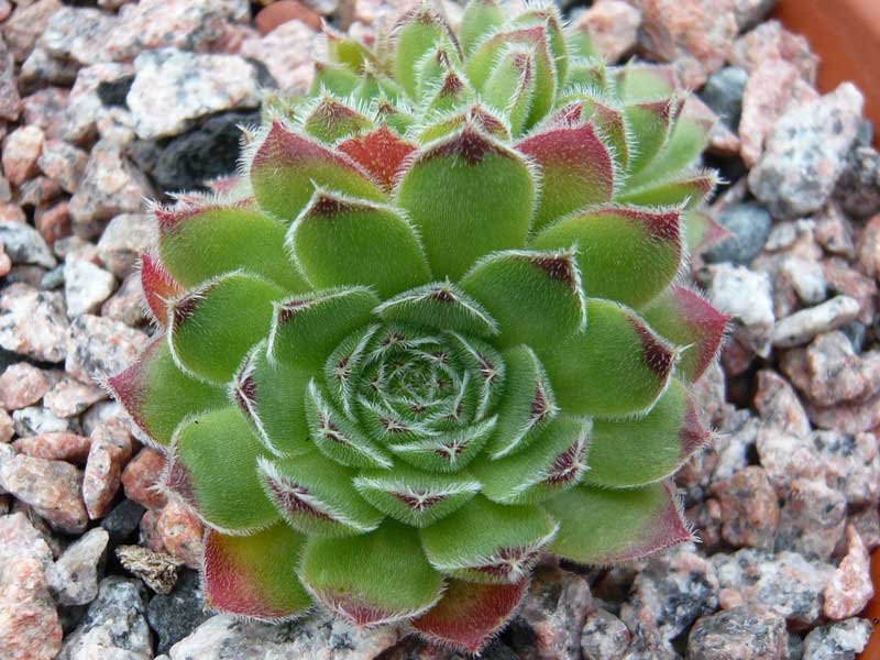 heuffelii (bulgaricum)