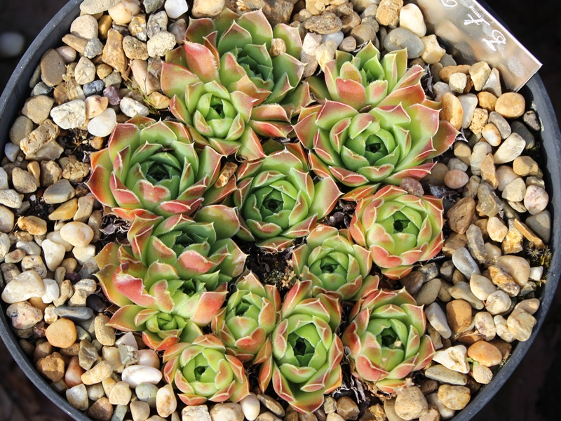 heuffelii (glabrum) from "Anthoborio"