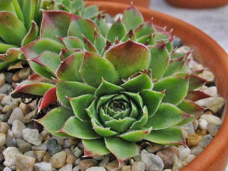 heuffelii (glabrum) from "Anthoborio"
