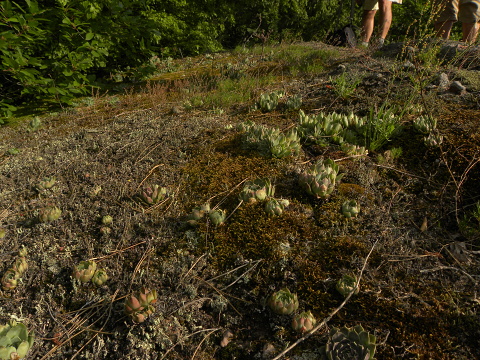 heuffelii (glabrum) from Belogradčik