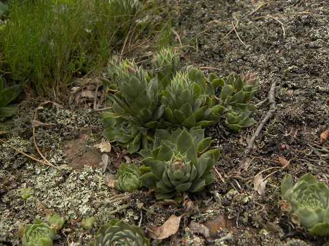 heuffelii (glabrum) from Belogradčik