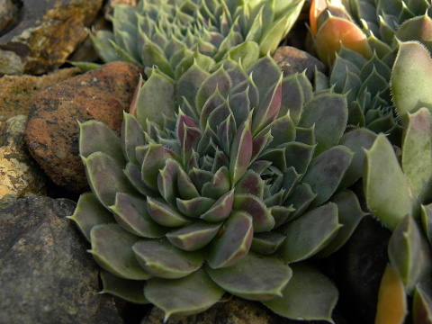 heuffelii (glabrum) from Belogradčik
